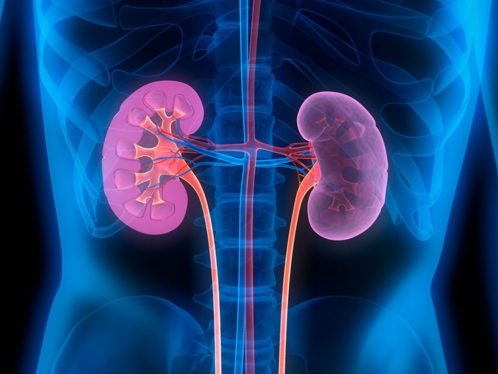 <strong>Nephrology</strong>